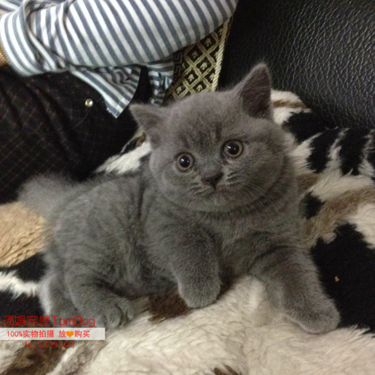 专业赛级注册猫咪/英国短毛猫 蓝猫 品相超甜美英短蓝猫mao
