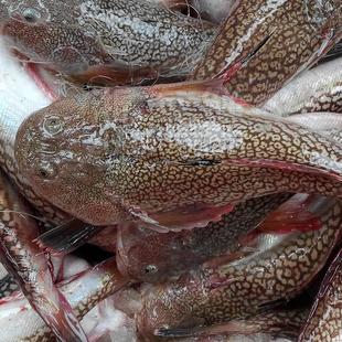 浙海鲜东海水产品野生海鱼新鲜金刚鱼虎头鱼豹斑鱼豹纹鱼