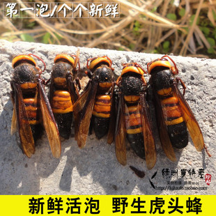 活蜂 野生活虎头蜂 地龙蜂 毒蜂 胡蜂 马蜂泡酒祛风湿 新鲜活泡