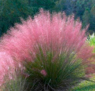 北京花园园艺 粉黛乱子草盆栽苗 花开如仙境 多年生地被观赏草