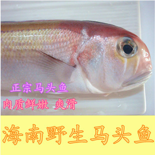 海南 野生新鲜马头鱼 方头鱼斧头鱼新鲜海鱼500g 鲜活海鲜水产