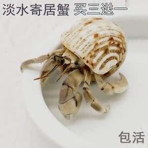 宠物寄居蟹活体陆生淡水 宠物蟹 迷你观赏蟹螃蟹爬宠 易饲养活体