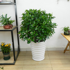 非洲茉莉室内客厅走廊办公室高档大型绿色花卉植物盆栽净化空气