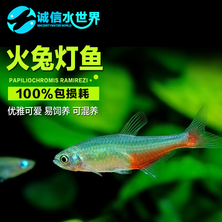 qq农场火兔灯鱼解锁_火兔灯鱼群游_火兔灯鱼群游