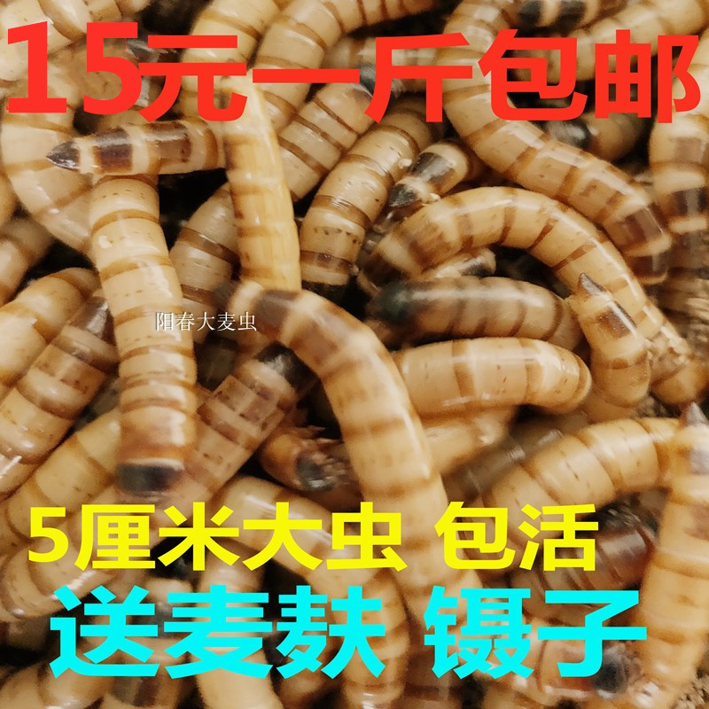8.8元50条  大麦虫活体超级面包虫黄粉虫包存活率 送麦麸