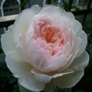 丰花月季
