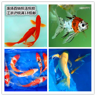 活体锦鲤观赏鱼清道夫龙凤锦鲤鱼苗红草纯种红白锦 ...