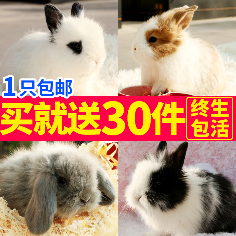 包邮 宠物兔子活体纯种荷兰垂耳兔活物宝宝侏儒兔茶杯兔猫猫兔