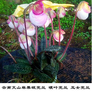 带花苞云南文山硬叶兜兰硬叶兜兰室内盆栽植物花卉兰花苗   香味