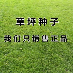 草坪种子 高羊茅 早熟禾 剪股颖 黑麦草庭院 绿化护坡四季青草籽