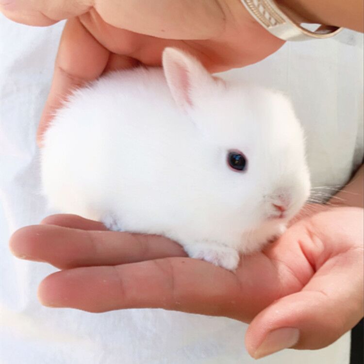 兔子活体宠物兔小白兔荷兰侏儒兔迷你公主小型长不大茶杯兔小动物
