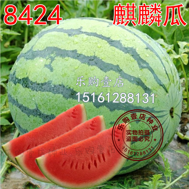 高产无籽麒麟新疆8424西瓜种子种籽甜王水果蔬菜小四季播特大巨型