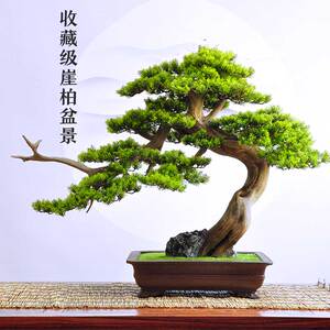 盆景摆件迎客松价格