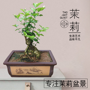 横县茉莉花苗茉莉花盆栽下山桩盆景室内花卉绿植老桩四季植物老根