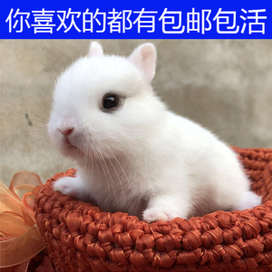 宠物兔活体迷你长不大茶杯兔小型凤眼侏儒海棠垂耳兔小孩宠物礼物