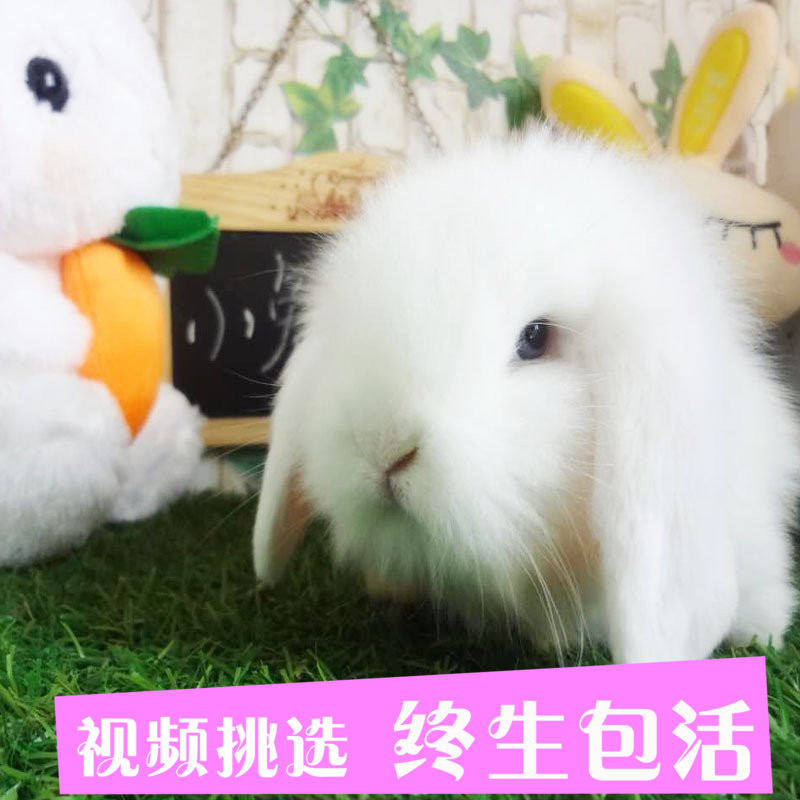 兔子活体纯种垂耳兔活 宠物兔活物侏儒兔宠物兔生日礼物情侣 兔