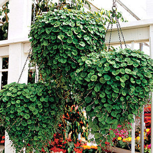 阳台花卉垂吊植物盆栽图片