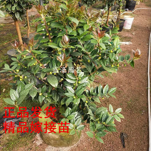 防城凹脉四季金花茶树苗盆栽名贵黄色茶花原生嫁接带花苞庭院室内 ￥