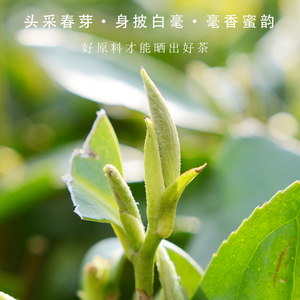 福鼎白茶白毫银针新茶图片