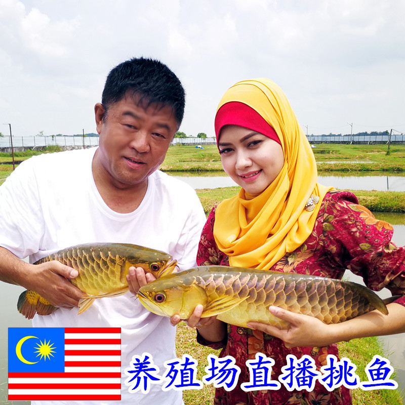 马来西亚黑哥金龙鱼红龙鱼活体养殖繁殖场直播挑选品种精品尺寸