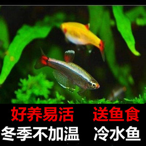 class=h>鱼 /span>唐 span class=h>鱼 /span>不加温观赏耐活淡红尾灯