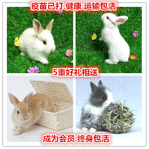 小兔子白兔大型肉兔小型兔子活物野兔侏儒兔肉兔垂耳兔宠物兔活体