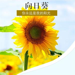 向日葵花种子四季种盆栽阳台图片