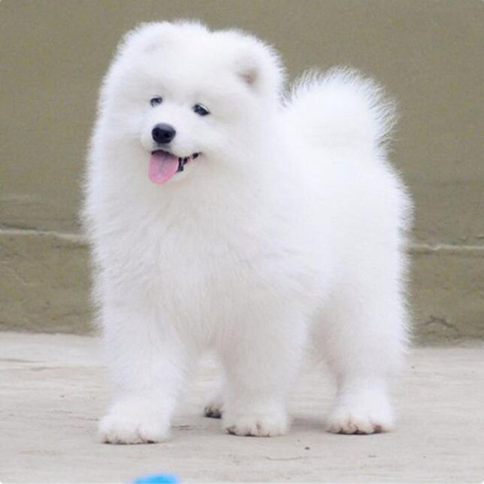 出售纯种萨摩耶幼犬活体澳版微笑天使大骨架萨摩耶雪橇犬宠物狗狗