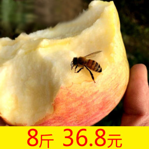 野竹林-冰糖心苹果水果8斤批发包邮 当季新鲜水果丑苹果红富士苹果新鲜