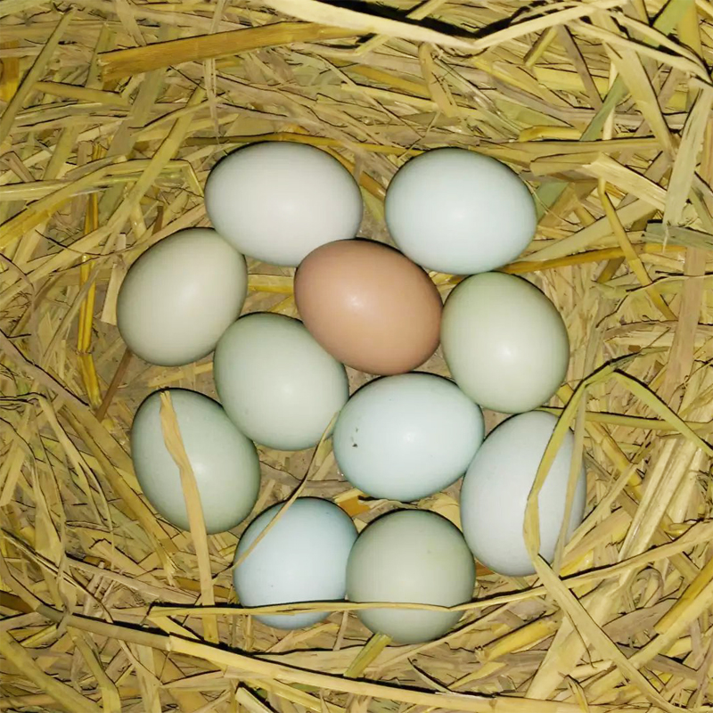 【深山印象】纯农家深山散养七彩虫草土鸡蛋天然草鸡蛋新鲜柴鸡蛋