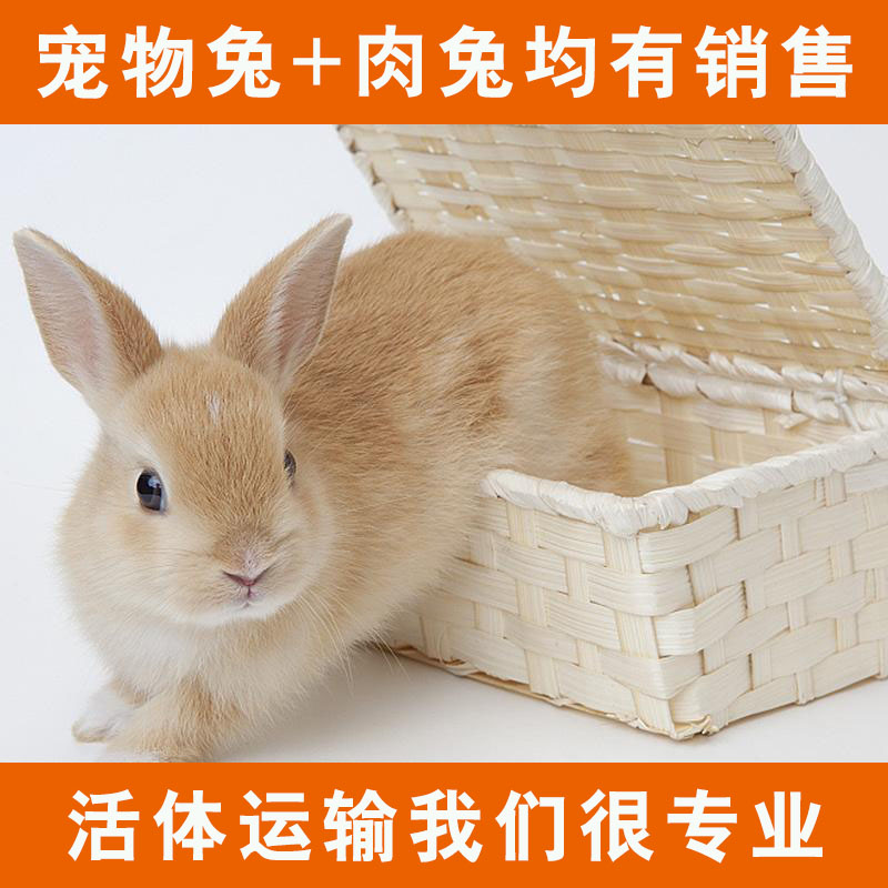 小白兔 宠物侏儒垂耳肉兔比利时野兔幼崽子活体种兔繁殖 兔子活物