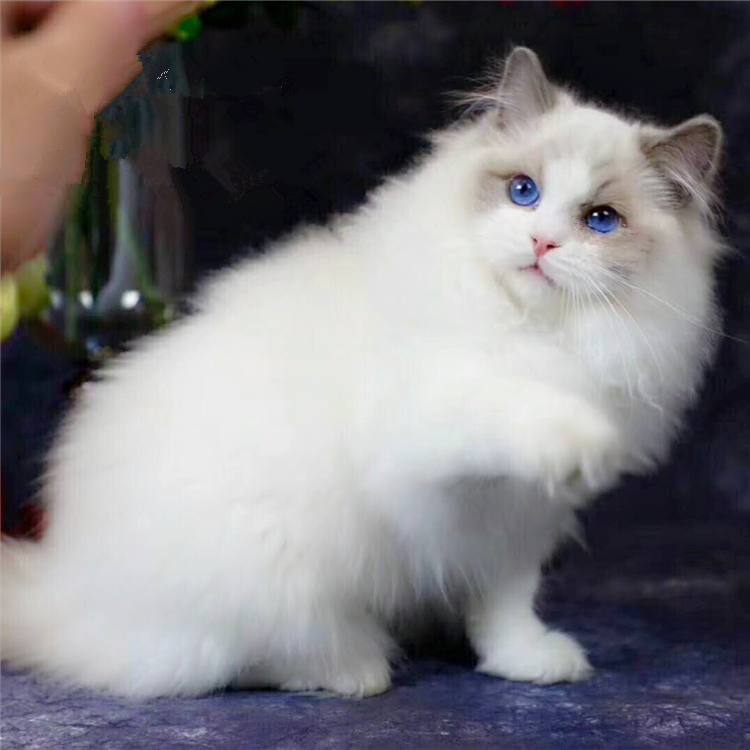 杭州赛级布偶猫活体 赛级布偶猫 海豹双色l蓝双色布偶幼猫宠物猫