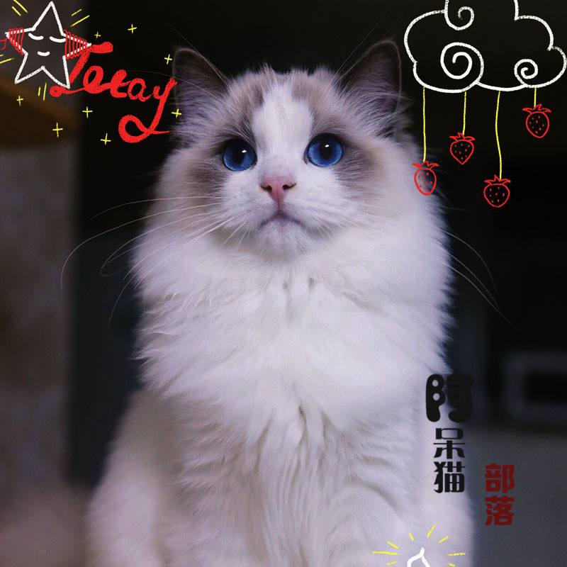 布偶猫活体纯种幼猫海豹双色蓝眼睛宠物猫咪纯种加菲仙女猫矮脚猫