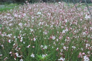 欣欣花园宿根花园植物 紫叶山桃草 千鸟花穴盘苗