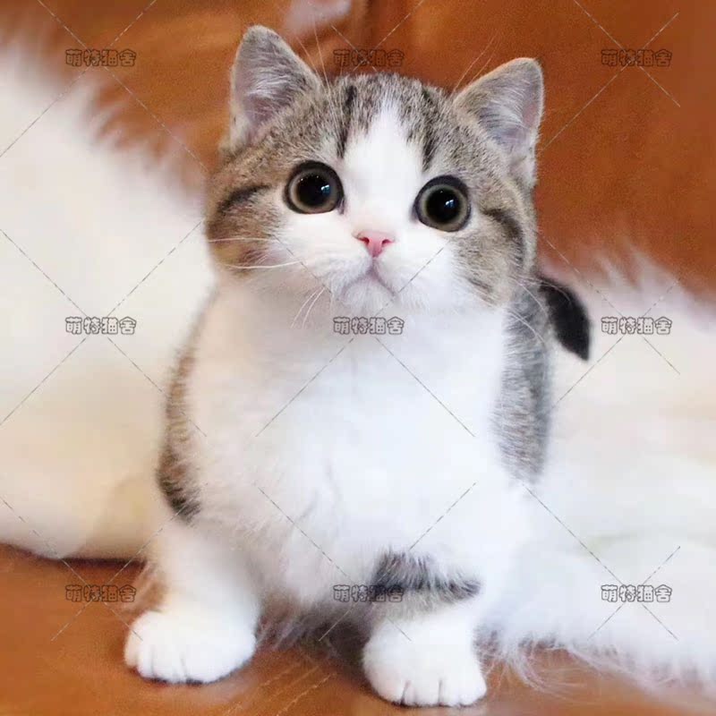 曼基康矮脚猫纯种活体美短加白起司矮脚猫短腿小奶猫宠物猫可上门