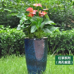 花卉红掌盆栽大型红掌花可水培植物红掌净化空气桌面室内绿植包邮