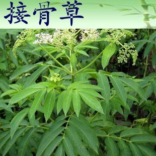 野生新鲜 接骨草 八棱麻八里麻蒴藋走马风前陆英接骨木根枝叶