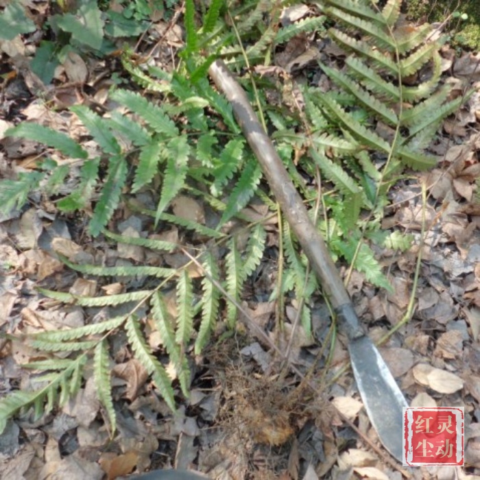 野生骨碎补 珍品 爬岩姜 晒干毛姜片 中药材猴姜 可挖新鲜发货