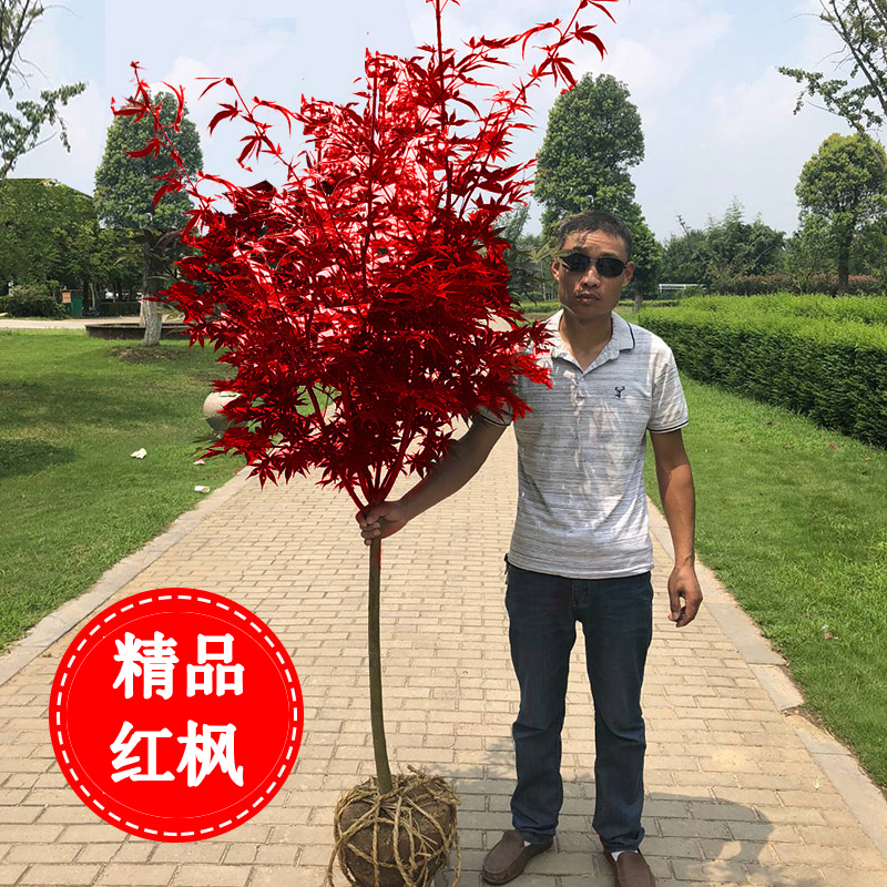 四季日本红枫树苗正宗红舞姬庭院植物中国红室外美国秋火焰叶盆栽