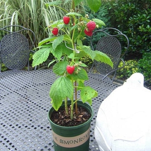 盆栽野生树莓图片