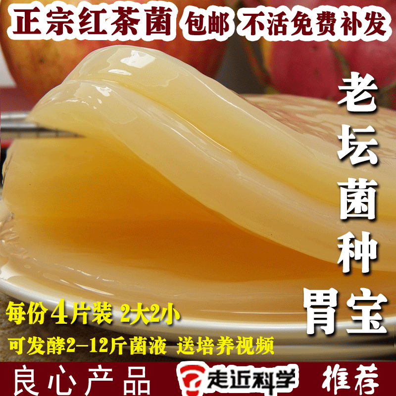 养菌世家老坛红茶菌/正宗红茶菌菌种/胃宝/海宝/醋蛾子/包邮/饮料