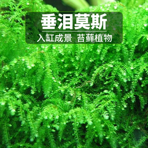 垂泪莫斯 span class=h>活体/span span class=h>水草/span>定植网