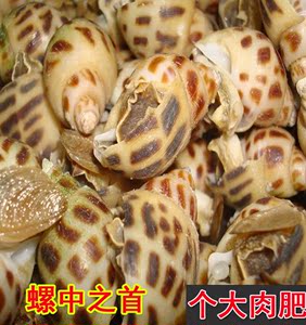 潮州新鲜水产鲜活海鲜花 span class=h>螺/span span class=h>东风