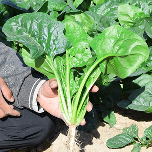 日本大叶小叶菠菜种子秋冬季春季红根高产菜种四季播蔬菜阳台种籽