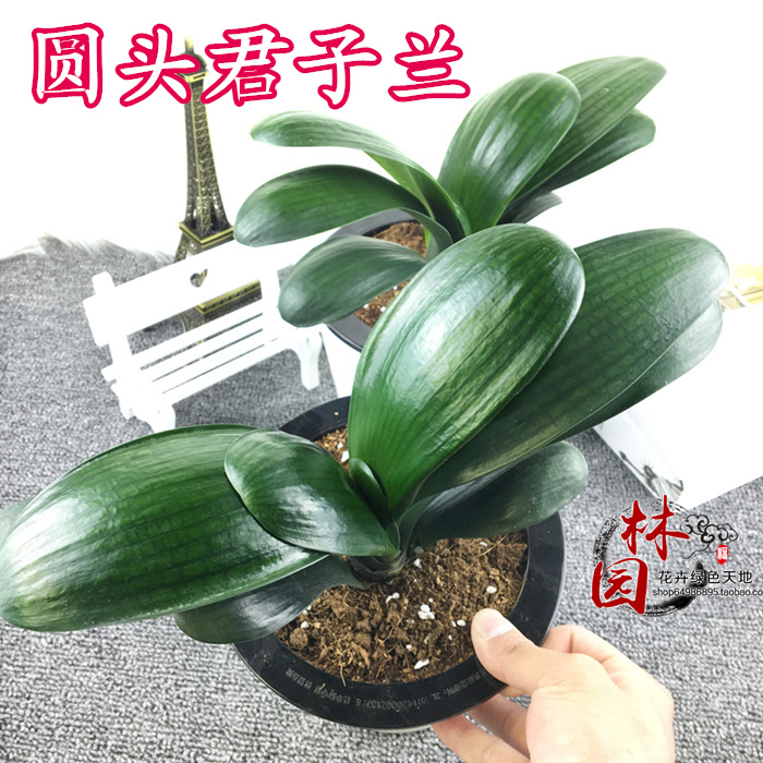 植物盆栽苗室内绿植客厅花卉包邮阳台圆头和尚短叶君子兰花办公桌图片