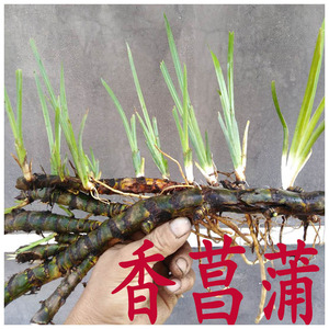 石菖蒲野生盆栽图片