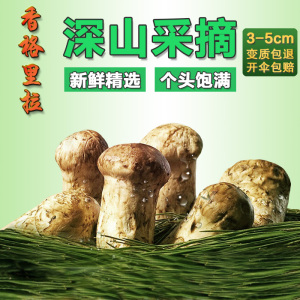 云南新鲜松茸未开伞正宗香格里拉3-5cm一级美食特产野生菌子500g松茸