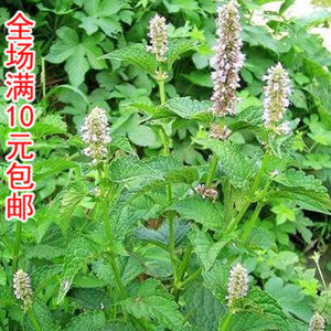 特色藿香正气草种子 香薄荷种子 药材种子 猫把蒿种子野菜种子
