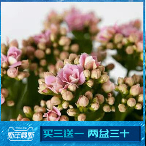 【惜花坊花卉/绿植盆栽】惜花坊品牌花卉/绿植盆栽特卖_惜花坊品牌