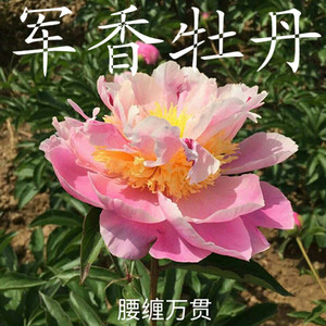 "腰缠万贯花"相关搜索